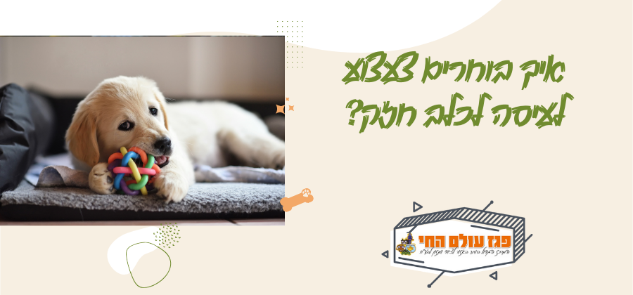איך בוחרים צעצוע לעיסה לכלב חזק? מדריך מקצועי לצעצועים עמידים באמת