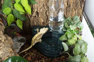 כלי מים מאגר עם פוגר 5*15 REPTIZOO 15.5 ס"מ