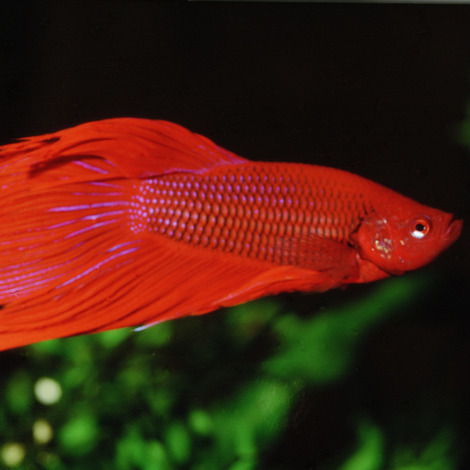JBL מזון דגים פרו נובו בטא דפים 100 גר'  PRONOVO BETTA FLAKES S