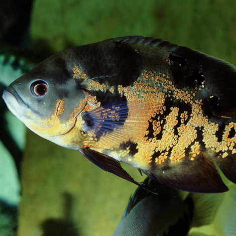  מזון דגים פרו נובו ציקליד גרנו  1000 מ