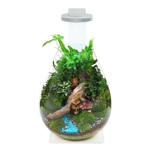צ'ירוס סט טרריום עגול Glass Pot Terrarium 