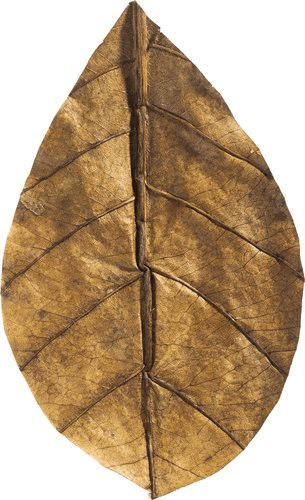 ארקה עלי קטאפה לארג' MyScape Catappa Leaves