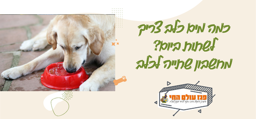 כמה מים כלב צריך לשתות ביום? מחשבון שתייה לכלב