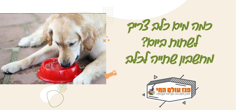 כמה מים כלב צריך לשתות ביום? מחשבון שתייה לכלב