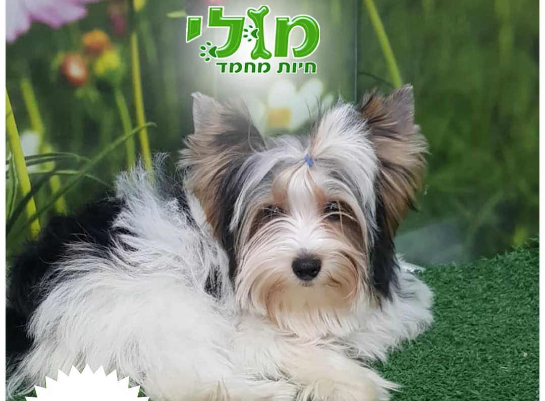 אילוף וחינוך גורים - מס 2 הדרכה - גדר אילוף וטריטוריה