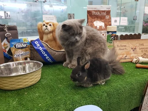 חנות חיות בראשון לציון ושפע מוצרים לכל חיות המחמד