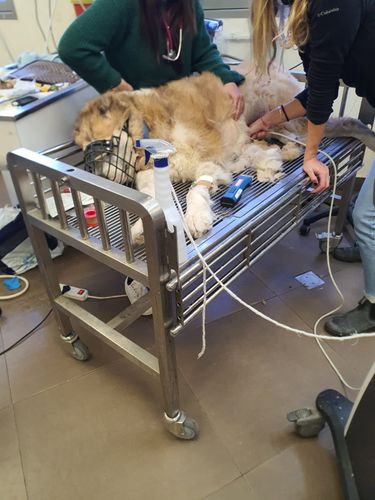 עגלת טיפולים והובלה לבעלי חיים מנירוסטה שולחן פונקציואנלי