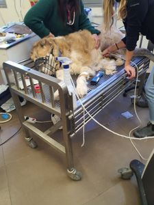 עגלת טיפולים והובלה לבעלי חיים מנירוסטה שולחן פונקציואנלי
