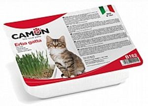 דשא זרעי שעורה לחתולים - Grass of barley seeds for Cats