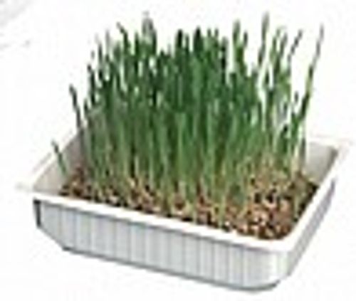 דשא זרעי שעורה לחתולים - Grass of barley seeds for Cats