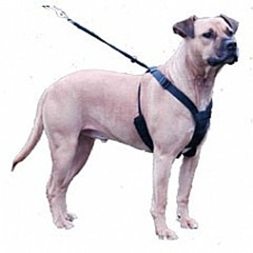 רתמה נגד משיכות האלטי נון פול גדולה - Halti Non-Pull Harness L