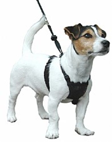 רתמה נגד משיכות האלטי נון פול קטנה - Halti Non-Pull Harness S