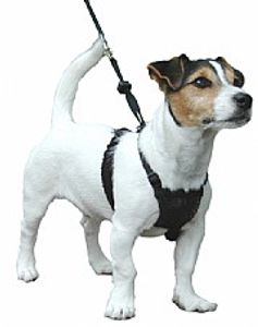 רתמה נגד משיכות האלטי נון פול קטנה - Halti Non-Pull Harness S