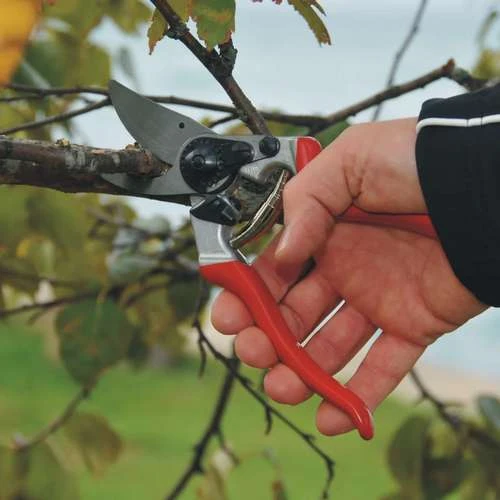 גיזום ענפים עבים באמצעות מזמרה FELCO 8 היא מזמרה ידנית מקצועית שוויצרית המיועדת לגיזום מדויק ויעיל של ענפים בקוטר של עד 25