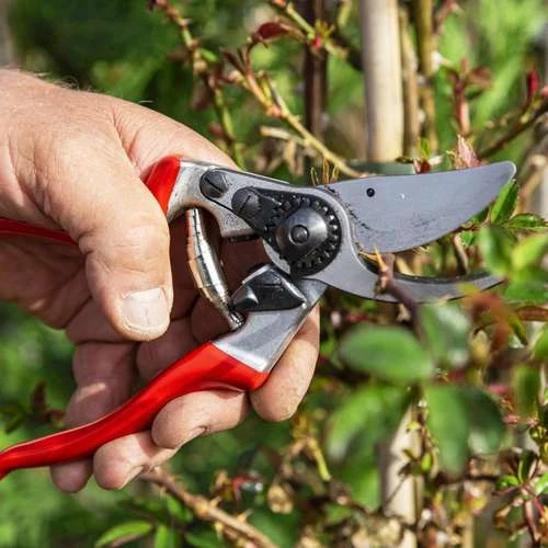 גיזום ענפים באמצעות FELCO 9 – מזמרה ידנית מקצועית ליד שמאל לגיזום ענפים עד 25 מ