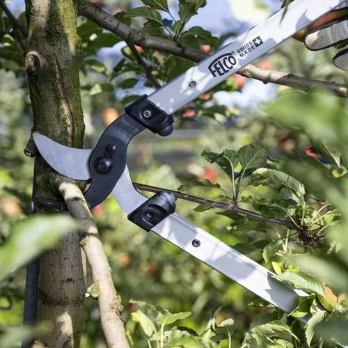מזמרת תוכי מקצועית FELCO 221-80 בפעולה, גוזמת ענף עץ תפוח עבה בעזרת להבים חדים וידיות ארוכות מאלומיניום לגיזום מדויק בגובה.
