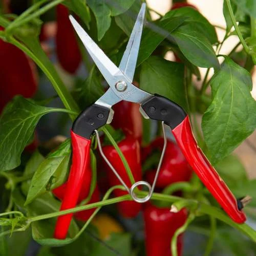 מזמרה לגינה ברמה הגבוהה ביותר, תוצרת FELCO שווייץ, עם עמידות גבוהה ואיכות חיתוך מרשימה לאורך זמן.