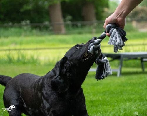 צעצוע חבל דנטלי | 2 קשרים | 30 ס