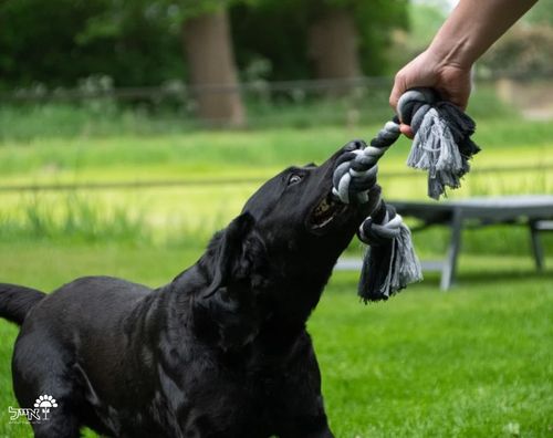 צעצוע חבל דנטלי | 2 קשרים | 45 ס