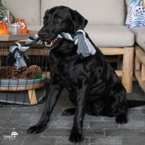 צעצוע חבל דנטלי | 2 קשרים | 45 ס