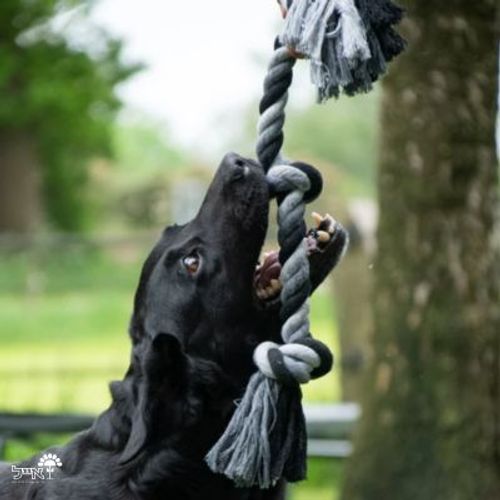 צעצוע חבל דנטלי | 2 קשרים | 45 ס