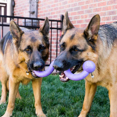 קונג אוגי מקל צעצוע לעיסה וגירוי לכלב | KONG OGEE Stick Dog Toy