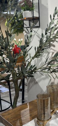 זוג עציצי עץ זית גובה 150 ס”מ עציץ לבן פלסטיק