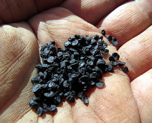 בצל ישראלי- 25 זרעים