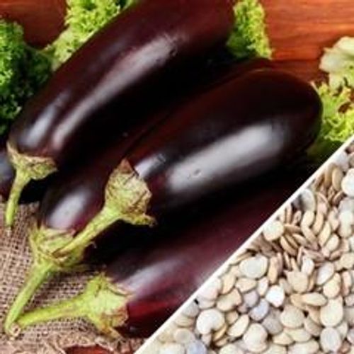 חציל קלאסיק- 25 זרעים  