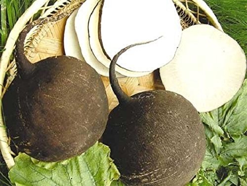 צנון שחור- 20 גרם