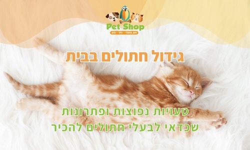 גידול חתולים בבית – טעויות נפוצות ופתרונות שכדאי לבעלי חתולים להכיר