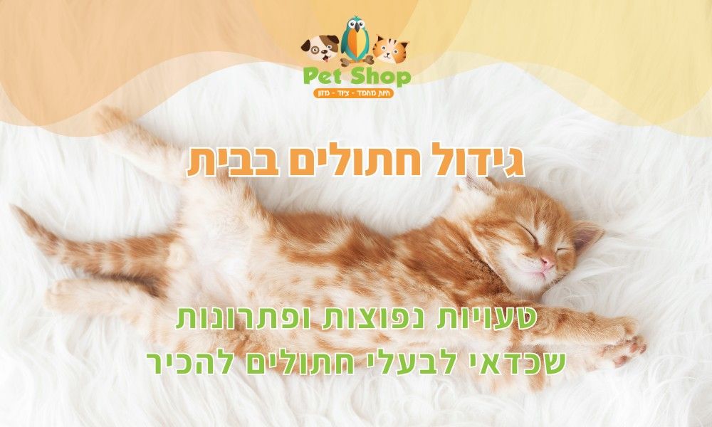 גידול חתולים בבית – טעויות נפוצות ופתרונות שכדאי לבעלי חתולים להכיר