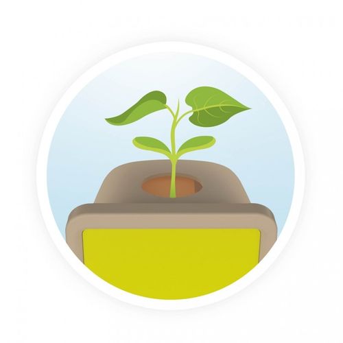 ערכת ניצנים קטנים לגידול צמח מטפס - גלו את סודות החיים של הזרעים והצמיחו מדענים קטנים