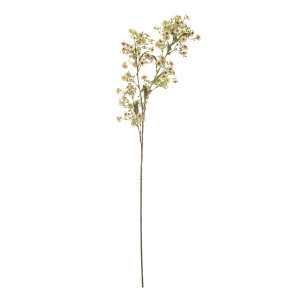 ענף פרח שעווה Waxflower - לבן 
