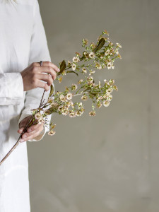 ענף פרח שעווה Waxflower - לבן