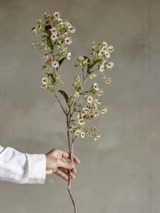 ענף פרח שעווה Waxflower - לבן