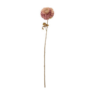 ענף פרח חרצית Chrysantemum - ורד