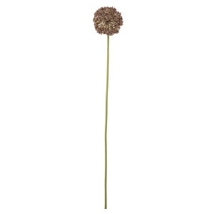 ענף פרח אליום Allium - חום