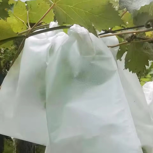 50 שקיות מגן פרי 20x30 ס