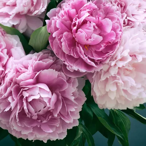 Fresh Cut Peony-1