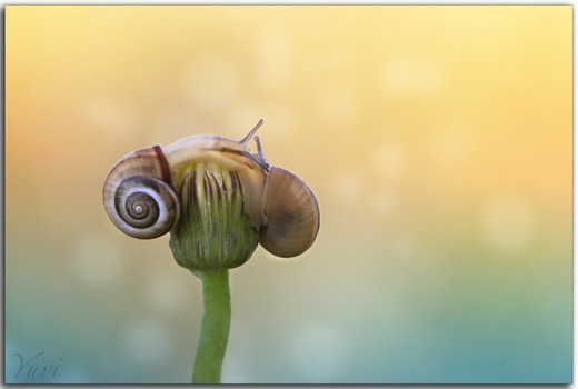 צילום - יובל וקנין