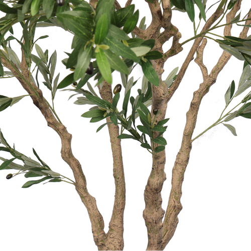 עץ זית פרימיום 2.40 בכד עגול