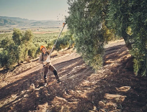 חקלאי במסיק זיתים באמצעות מנערת SPA 130 בשטח מטעים הררי