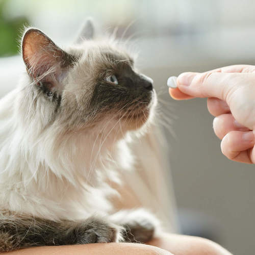 ביהפר טבליות הרגעה – לכלבים וחתולים | Beaphar Calming Tablets – Dogs & Cats