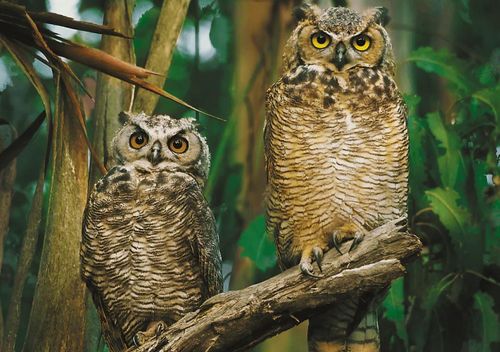Owls – תמונה ראשית עם ינשופים צבעוניים
