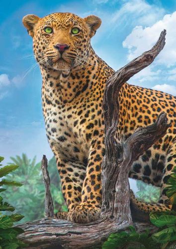 Wild Leopard – נמר פראי במבט חודר (תמונה ראשית)