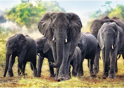 African Elephants – תצוגה נוספת של העדר