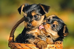 גור יורקשייר טרייר - Yorkshire Terrier