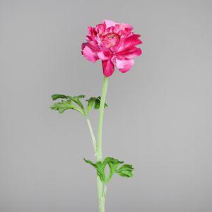 נורית 45 ס"מ ורודה Ranunculus