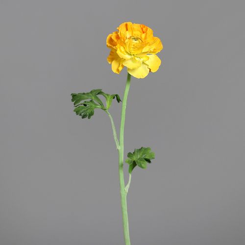 נורית 45 ס